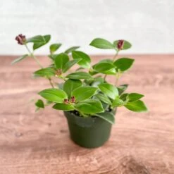 Aeschynanthus Radicans 'Mona Lisa' - Mona Lisa Lipstick Plant Hanging Basket 7 Aeschynanthus Radicans 'Mona Lisa' - Mona Lisa Lipstick Plant Hanging Basket -Eds Plant Shop aeschynanthus radicans mona lisa mona lisa lipstick plant hanging basket 710472