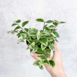 Aeschynanthus Radicans 'Variegata' - Variegated Lipstick Plant -Eds Plant Shop aeschynanthus radicans variegata variegated lipstick plant various sizes 567164