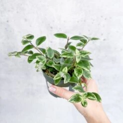 Aeschynanthus Radicans 'Variegata' - Variegated Lipstick Plant -Eds Plant Shop aeschynanthus radicans variegata variegated lipstick plant various sizes 668705