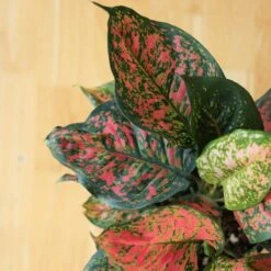 Aglaonema ‘Anyamanee’ (Red Valentine) — Pink Mottled Chinese Evergreen -Eds Plant Shop aglaonema anyamanee red heart chinese evergreen 6 inch 611840