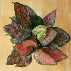 Aglaonema ‘Anyamanee’ (Red Valentine) — Pink Mottled Chinese Evergreen -Eds Plant Shop aglaonema anyamanee red heart chinese evergreen 6 inch top