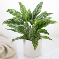 Aglaonema Emerald Beauty Chinese Evergreen 'Maria' -Eds Plant Shop aglaonema commutatum maria emerald beauty various sizes 777055