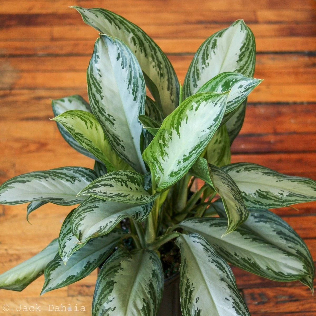 Aglaonema Commutatum 'Silver Bay' Chinese Evergreen 3 Aglaonema Commutatum 'Silver Bay' Chinese Evergreen