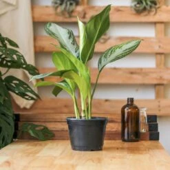 Aglaonema Commutatum 'Silver Bay' Chinese Evergreen 7 Aglaonema Commutatum 'Silver Bay' Chinese Evergreen -Eds Plant Shop aglaonema commutatum silver bay chinese evergreen various sizes 339610