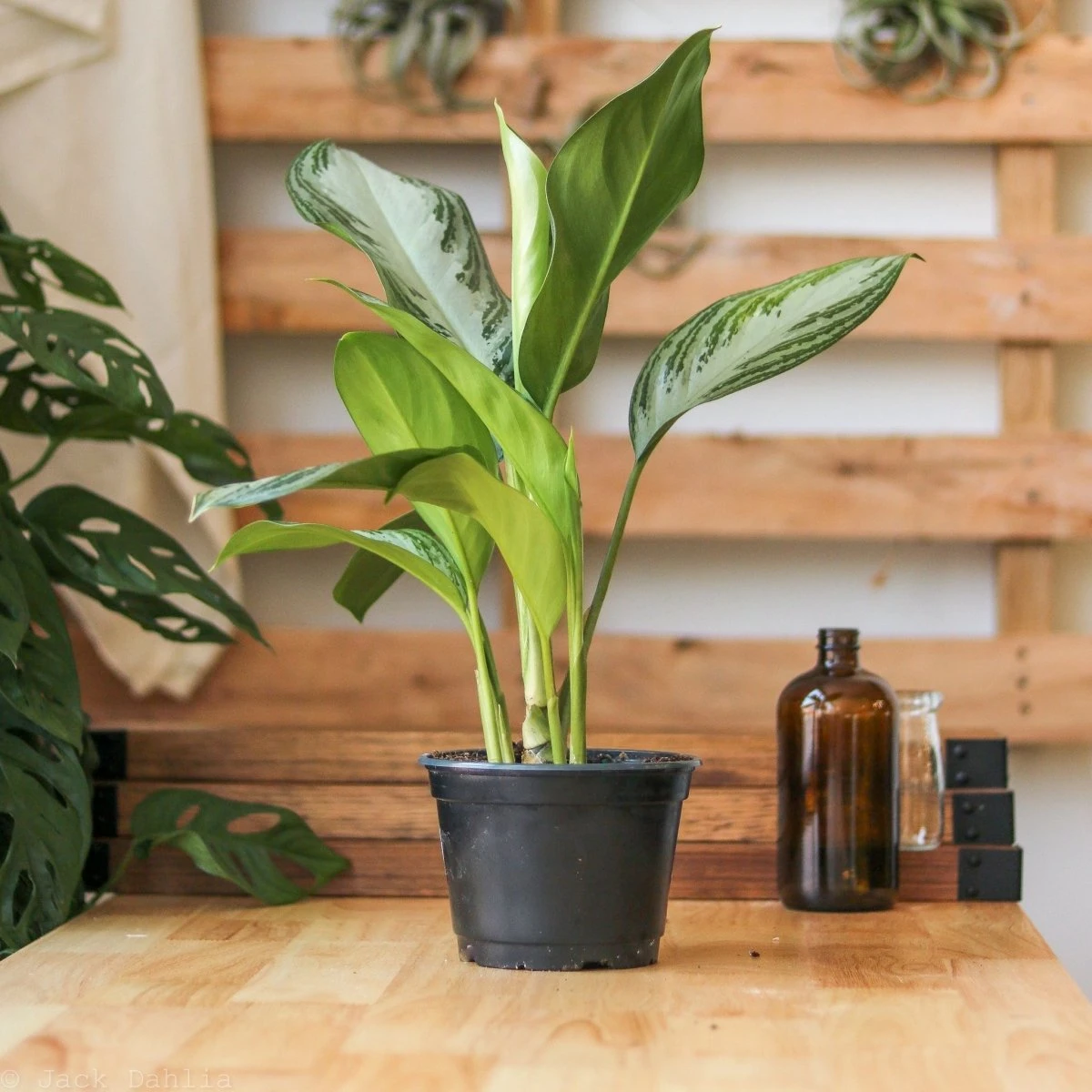 Aglaonema Commutatum 'Silver Bay' Chinese Evergreen 5 Aglaonema Commutatum 'Silver Bay' Chinese Evergreen - Image 3