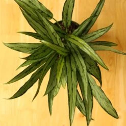 Aglaonema ‘Cutlass’ -Eds Plant Shop aglaonema cutlass 251076