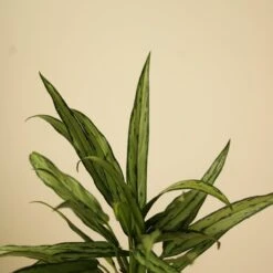 Aglaonema ‘Cutlass’ -Eds Plant Shop aglaonema cutlass 584181