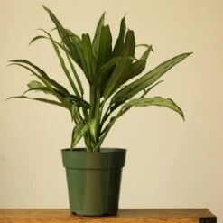 Aglaonema ‘Cutlass’ -Eds Plant Shop aglaonema cutlass 631308