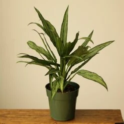 Aglaonema ‘Cutlass’ -Eds Plant Shop aglaonema cutlass 637101