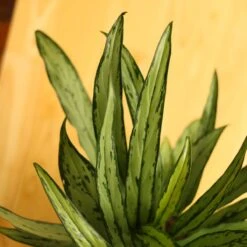 Aglaonema ‘Cutlass’ -Eds Plant Shop aglaonema cutlass 694793