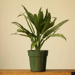 Aglaonema ‘Cutlass’ -Eds Plant Shop aglaonema cutlass 701510