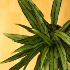 Aglaonema ‘Cutlass’ -Eds Plant Shop aglaonema cutlass 874314