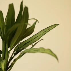 Aglaonema ‘Cutlass’ -Eds Plant Shop aglaonema cutlass 959872