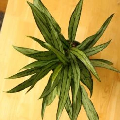 Aglaonema ‘Cutlass’ -Eds Plant Shop aglaonema cutlass 965741