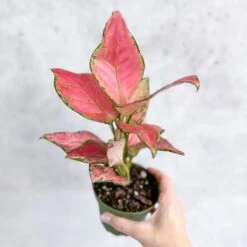 Aglaonema Pink Lady Valentine Chinese Evergreen Hybrid - 4 Inch -Eds Plant Shop aglaonema pink lady valentine chinese evergreen hybrid 4 inch 149433