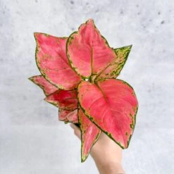Aglaonema Pink Lady Valentine Chinese Evergreen Hybrid - 4 Inch