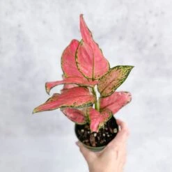 Aglaonema Pink Lady Valentine Chinese Evergreen Hybrid - 4 Inch -Eds Plant Shop aglaonema pink lady valentine chinese evergreen hybrid 4 inch 614937