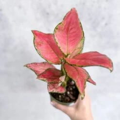 Aglaonema Pink Lady Valentine Chinese Evergreen Hybrid - 4 Inch -Eds Plant Shop aglaonema pink lady valentine chinese evergreen hybrid 4 inch 905871