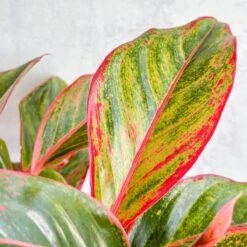 Aglaonema 'Siam Aurora Red' Chinese Evergreen - 8" Nursery Pot -Eds Plant Shop aglaonema siam aurora red chinese evergreen 8 nursery pot 105067