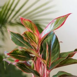 Aglaonema 'Siam Aurora Red' Chinese Evergreen - 8" Nursery Pot -Eds Plant Shop aglaonema siam aurora red chinese evergreen 8 nursery pot 217869