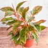 Aglaonema 'Siam Aurora Red' Chinese Evergreen - 8" Nursery Pot -Eds Plant Shop aglaonema siam aurora red chinese evergreen 8 nursery pot 294600
