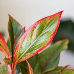 Aglaonema 'Siam Aurora Red' Chinese Evergreen - 8" Nursery Pot -Eds Plant Shop aglaonema siam aurora red chinese evergreen 8 nursery pot 803626