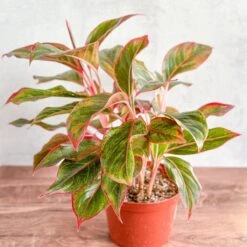 Aglaonema 'Siam Aurora Red' Chinese Evergreen -Eds Plant Shop aglaonema siam aurora red chinese evergreen various sizes 196295