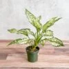 Aglaonema 'Spring Snow' Chinese Evergreen -Eds Plant Shop aglaonema spring snow chinese evergreen various sizes 313448