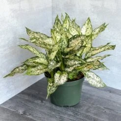 Aglaonema 'Spring Snow' Chinese Evergreen -Eds Plant Shop aglaonema spring snow chinese evergreen various sizes 597624