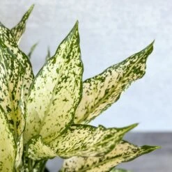 Aglaonema 'Spring Snow' Chinese Evergreen -Eds Plant Shop aglaonema spring snow chinese evergreen various sizes 832439
