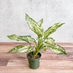 Front Page -Eds Plant Shop aglaonema spring snow chinese evergreen various sizes 862592