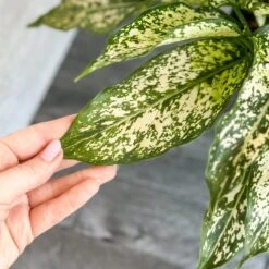 Aglaonema 'Spring Snow' Chinese Evergreen -Eds Plant Shop aglaonema spring snow chinese evergreen various sizes 992944