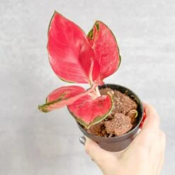 Aglaonema Suksom Jaipong Hybrid Chinese Evergreen - 4 Inch -Eds Plant Shop aglaonema suksom jaipong hybrid chinese evergreen 4 inch 312161