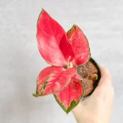 Aglaonema Suksom Jaipong Hybrid Chinese Evergreen - 4 Inch -Eds Plant Shop aglaonema suksom jaipong hybrid chinese evergreen 4 inch 914737