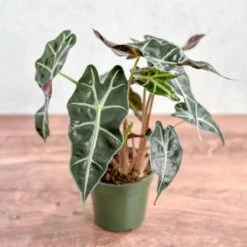 Alocasia Amazonica 'Polly' – African Mask Plant -Eds Plant Shop alocasia amazonica african mask plant polly various sizes 405594