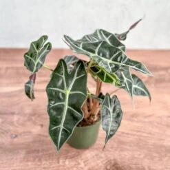 Alocasia Amazonica 'Polly' – African Mask Plant -Eds Plant Shop alocasia amazonica african mask plant polly various sizes 861193