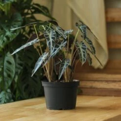 Alocasia Amazonica 'Bambino' - 4 Inch -Eds Plant Shop alocasia amazonica bambino 4 inch 328488