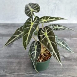 Alocasia Amazonica 'Bambino' - 4 Inch -Eds Plant Shop alocasia amazonica bambino 4 inch 338912