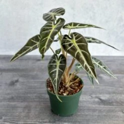 Alocasia Amazonica 'Bambino' - 4 Inch