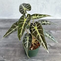 Alocasia Amazonica 'Bambino' - 4 Inch -Eds Plant Shop alocasia amazonica bambino 4 inch 472571