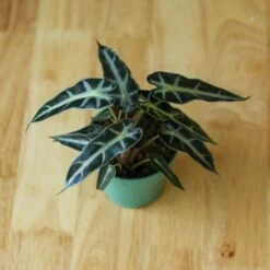 Alocasia Amazonica 'Bambino' - 4 Inch -Eds Plant Shop alocasia amazonica bambino 4 inch 717902