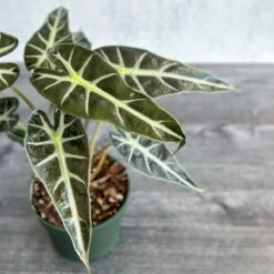 Alocasia Amazonica 'Bambino' - 4 Inch -Eds Plant Shop alocasia amazonica bambino 4 inch 745622