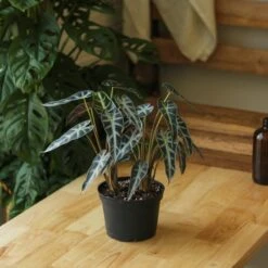 Alocasia Amazonica 'Bambino' - 4 Inch -Eds Plant Shop alocasia amazonica bambino 4 inch 802314