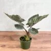 Alocasia 'Antoro Velvet' - Antoro Velvet Alocasia