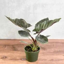 Alocasia 'Antoro Velvet' - Antoro Velvet Alocasia