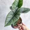 Alocasia Bisma 'Platinum' - Platinum Alocasia - 4.5 Inch -Eds Plant Shop alocasia bisma platinum platinum alocasia 45 inch 933174