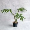 Alocasia Brancifolia - Narrow Leaf Elephant Ear -Eds Plant Shop alocasia brancifolia narrow leaf elephant ear 45 inch 492116