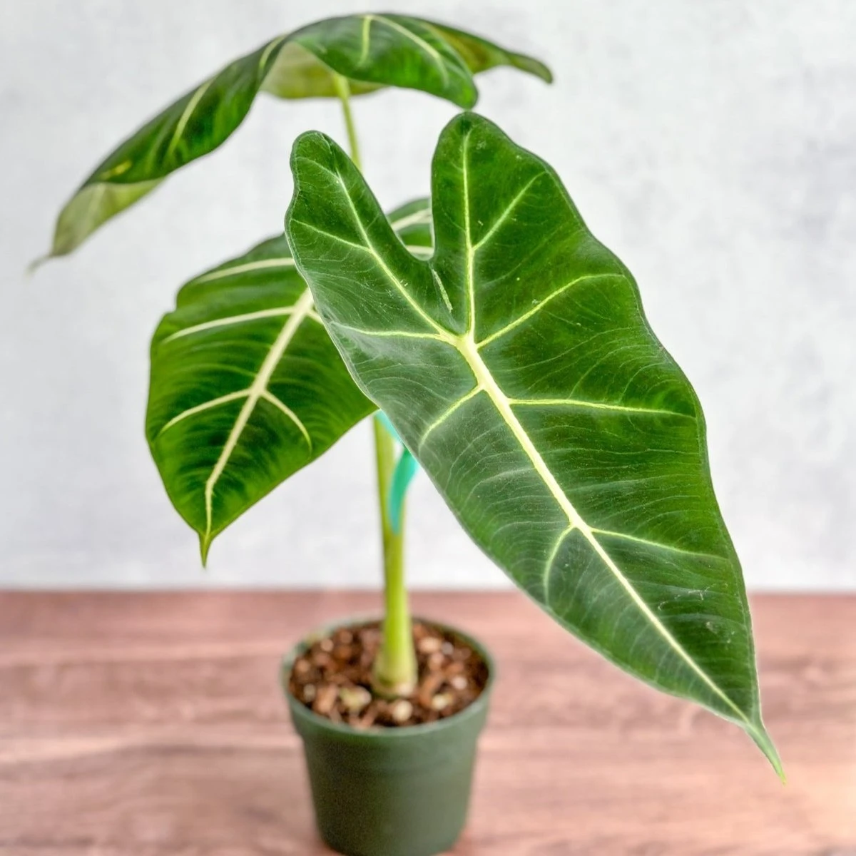 Alocasia 'Frydek' - Frydek Elephant Ear - 4 Inch 3 Alocasia 'Frydek' - Frydek Elephant Ear - 4 Inch