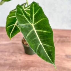 Alocasia 'Frydek' - Frydek Elephant Ear - 4 Inch 7 Alocasia 'Frydek' - Frydek Elephant Ear - 4 Inch -Eds Plant Shop alocasia frydek frydek elephant ear 4 inch 449670