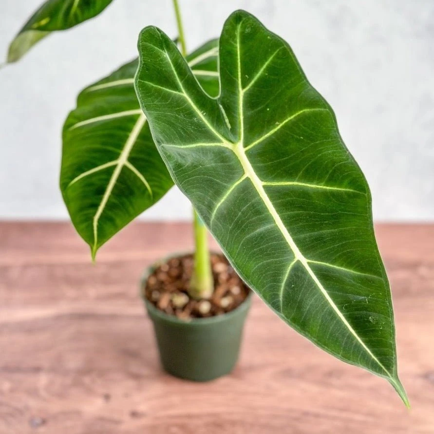 Alocasia 'Frydek' - Frydek Elephant Ear - 4 Inch 4 Alocasia 'Frydek' - Frydek Elephant Ear - 4 Inch - Image 2